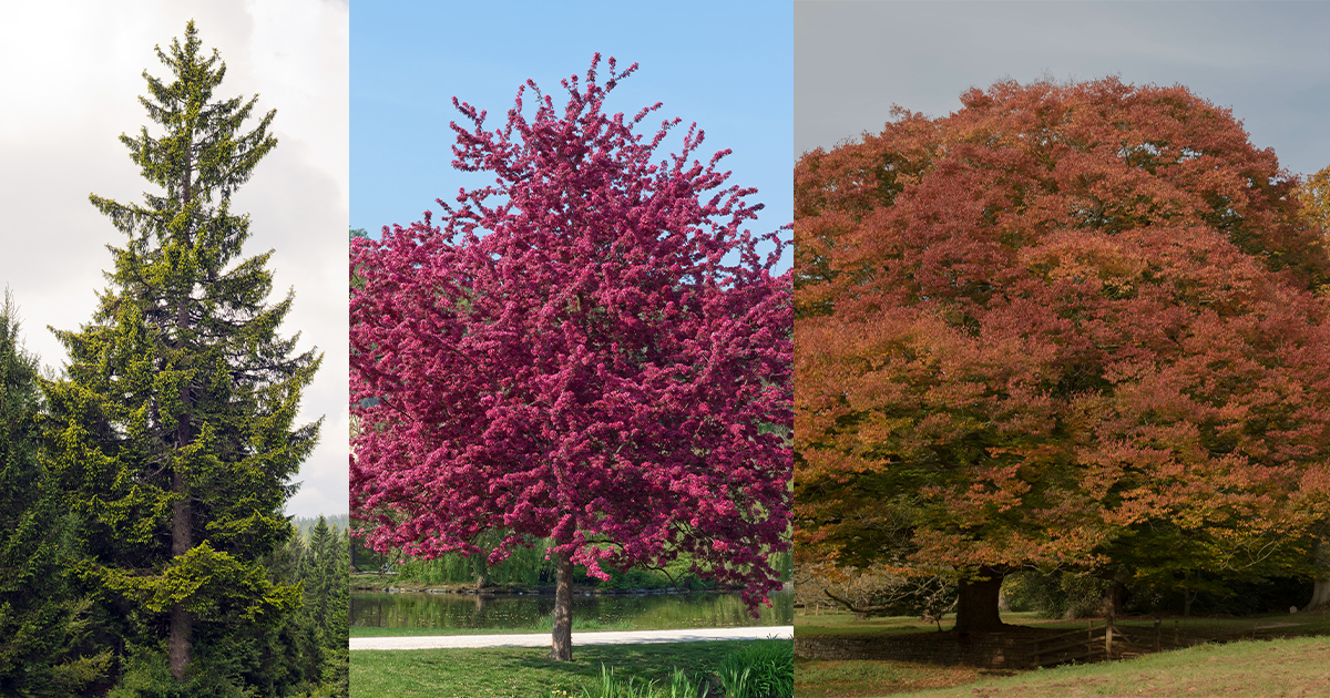 Catskill NY’s Top 11 Trees: Essential Care & Maintenance Tips