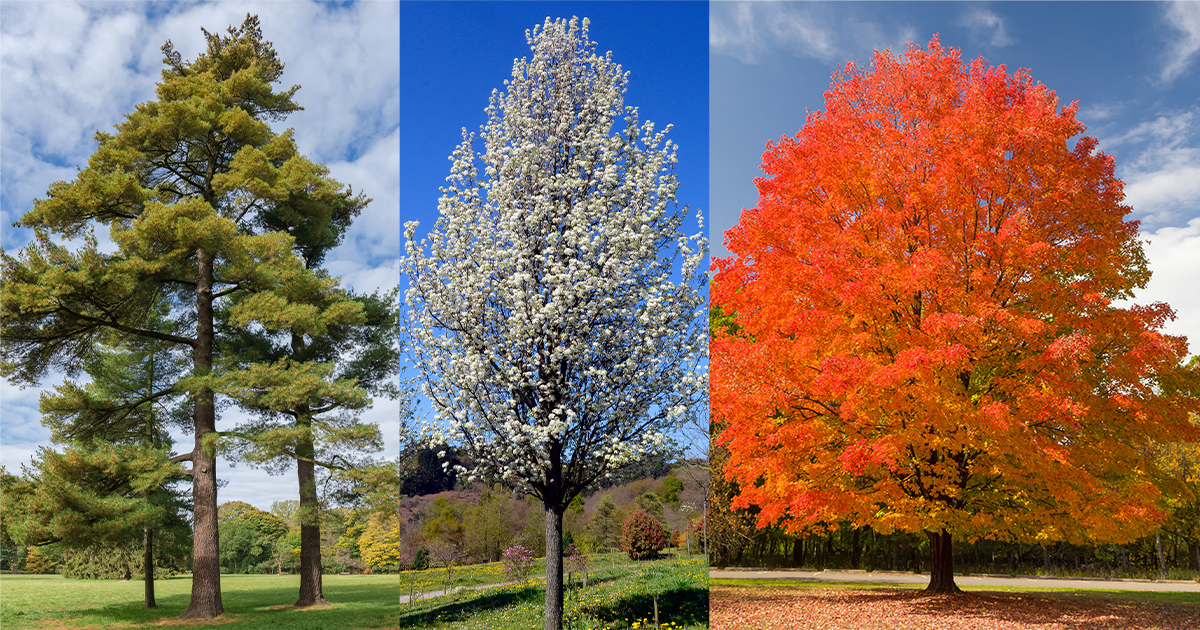 Kingston, NY’s 19 Most Common Trees and How to Care for Them