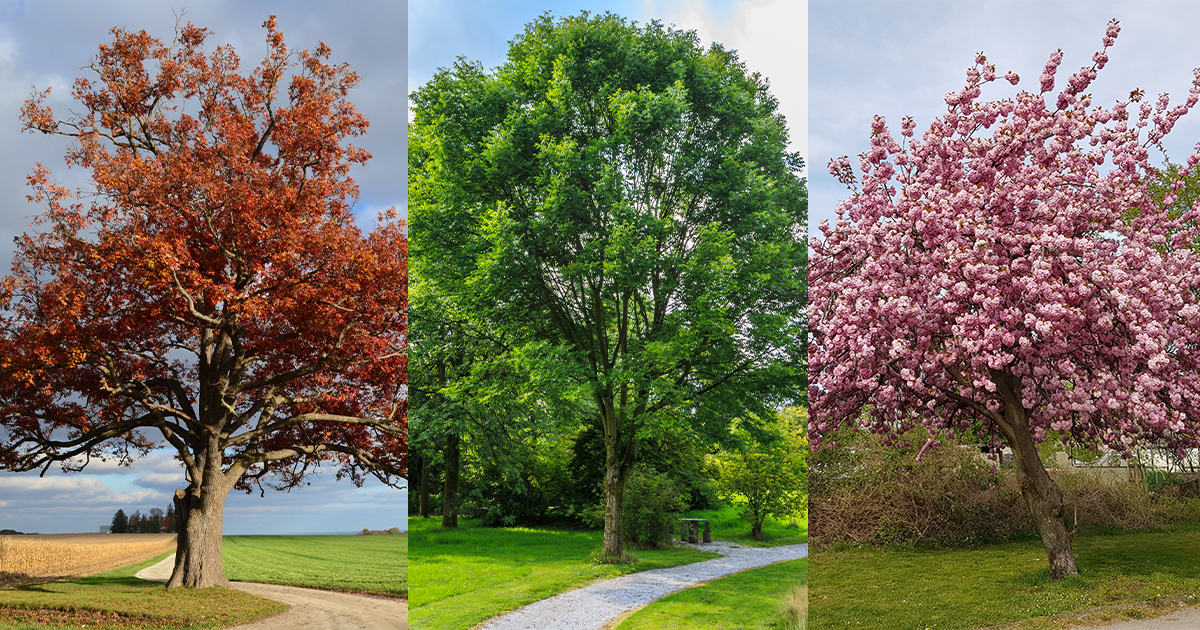 Poughkeepsie, NY’s 12 Most Common Trees and How to Care for Them