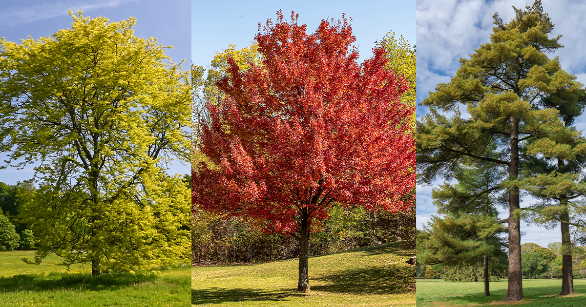 Red Hook, NY’s 6 Most Common Trees and How to Maintain Them