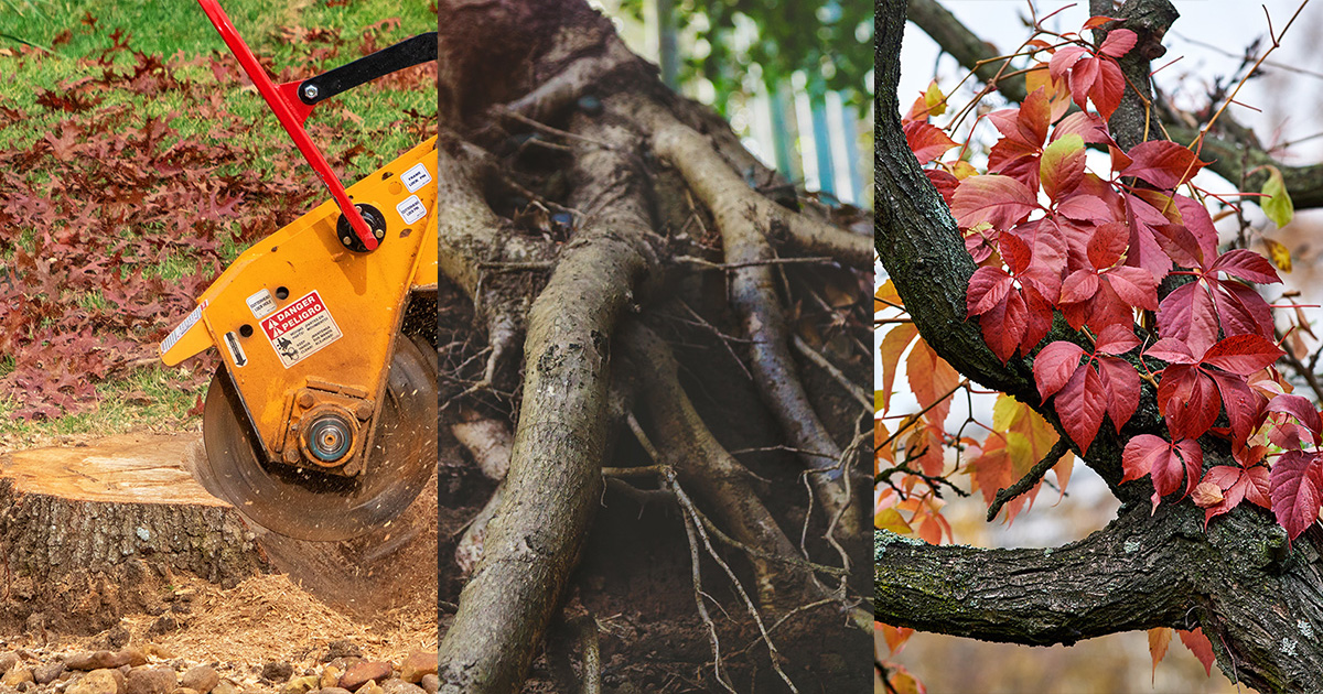 The Top Nine Myths About Tree Care in the Hudson Valley