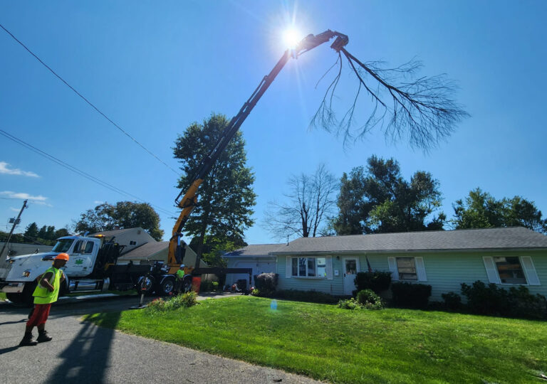 Tree Laws In The Hudson Valley: How Do You Know If It's Legal To Cut 