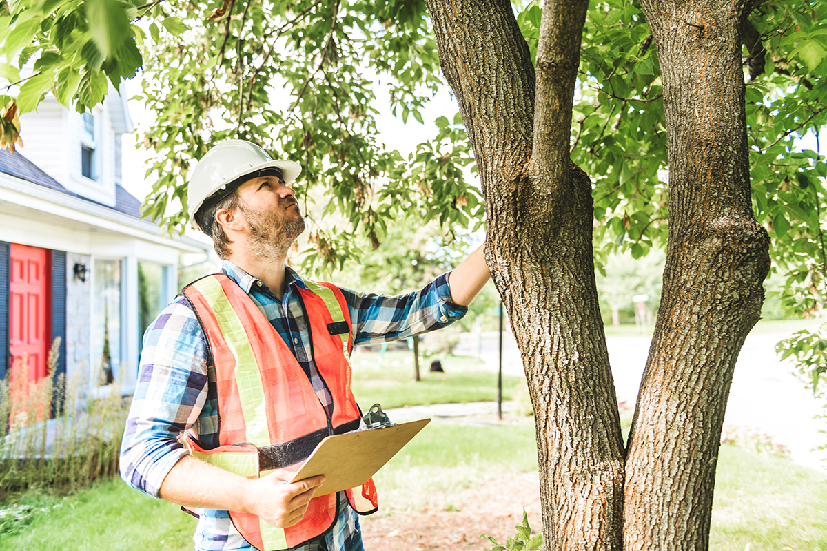 Spring in the Hudson Valley: Time to Check Your Trees for Warning Signs of Disease