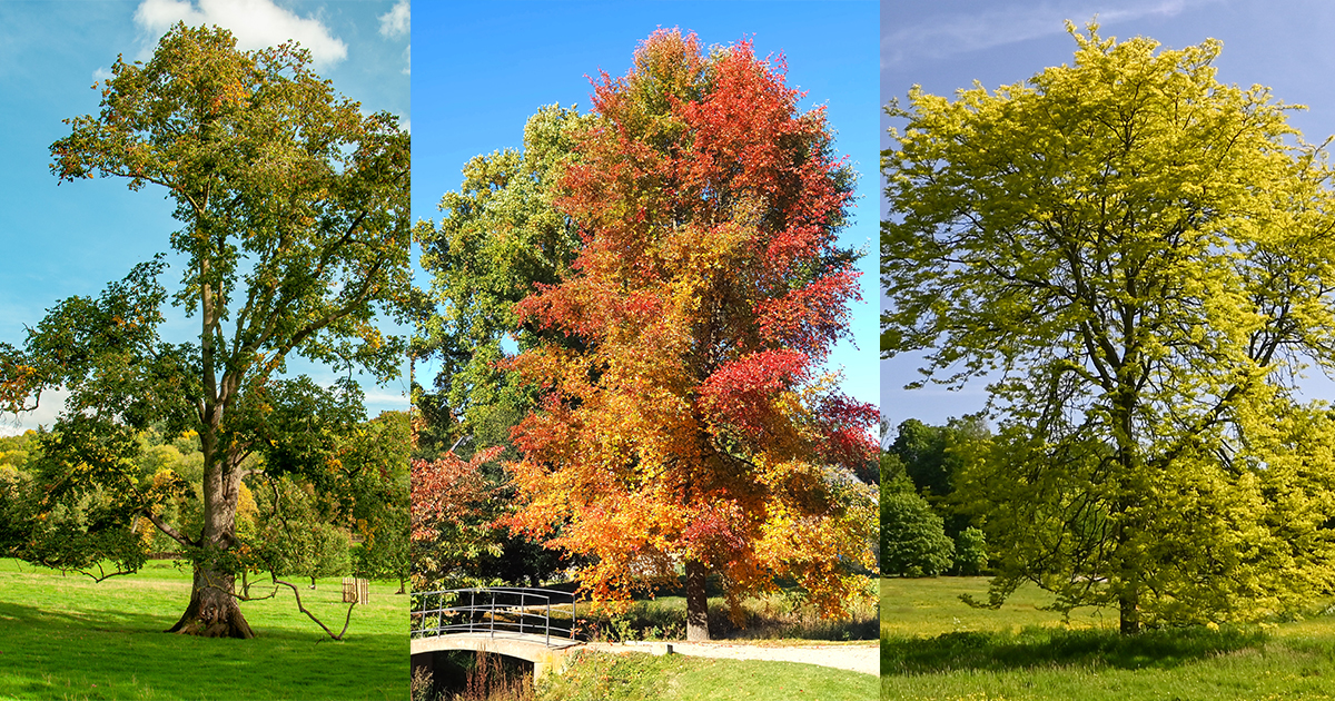 Beacon, NY’s 19 Most Common Trees and How to Care for Them