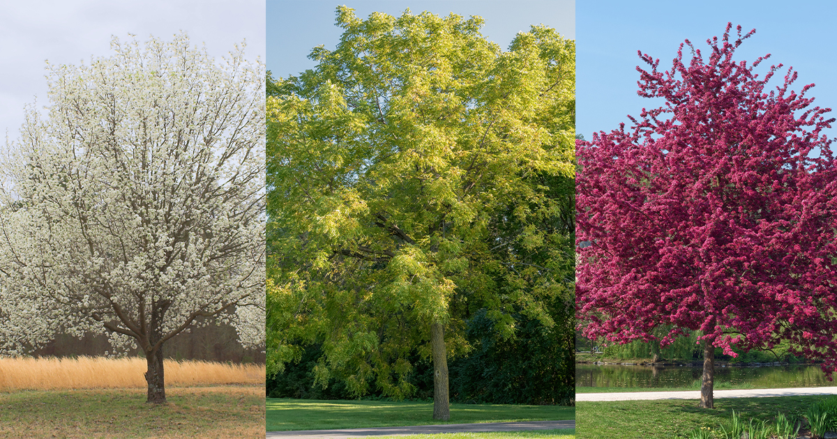 Athens, NY’s 8 Most Common Trees and How to Maintain Them