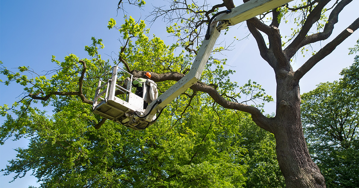 Can Tree Trimming Extend the Life of Your Tree?