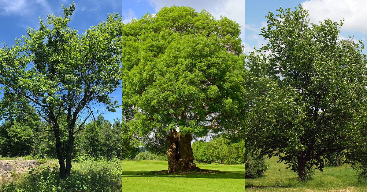 Pawling, NY’s Top 10 Most Common Trees; And How to Maintain and Trim Them