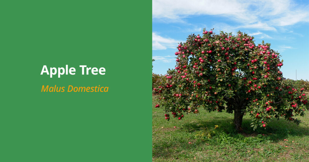 Rhinebeck's 9 Most Common Trees (And How to Maintain Them) - Expert ...