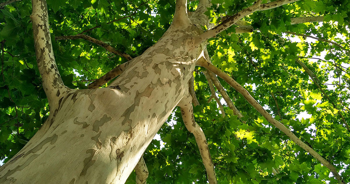 The 19 Biggest Trees in the Hudson Valley