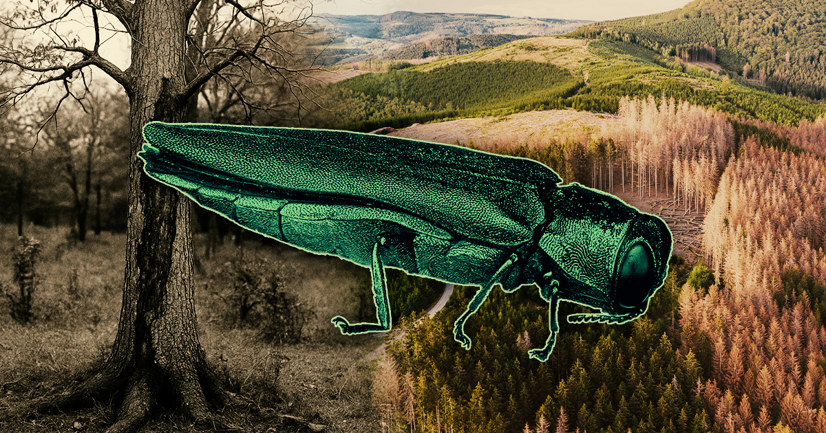 A History of Tree Disease in the Hudson Valley