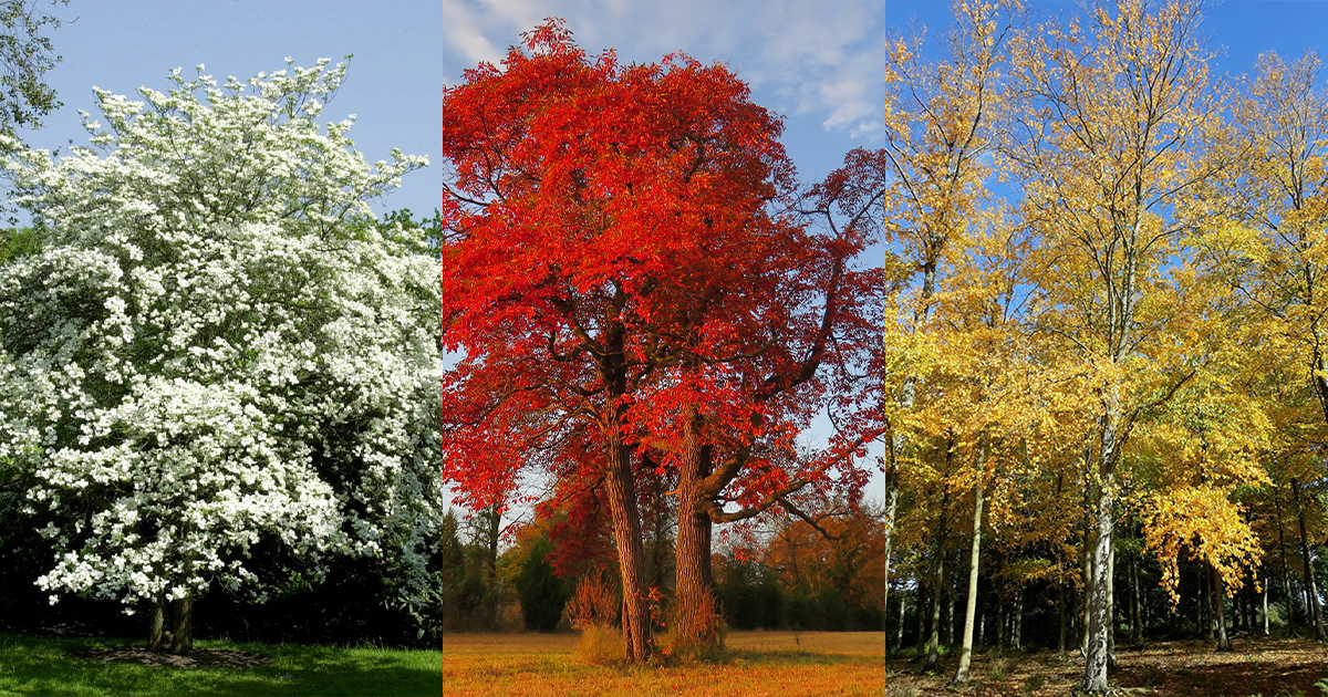 15 Native Hudson Valley Trees You Can Plant in Your Yard