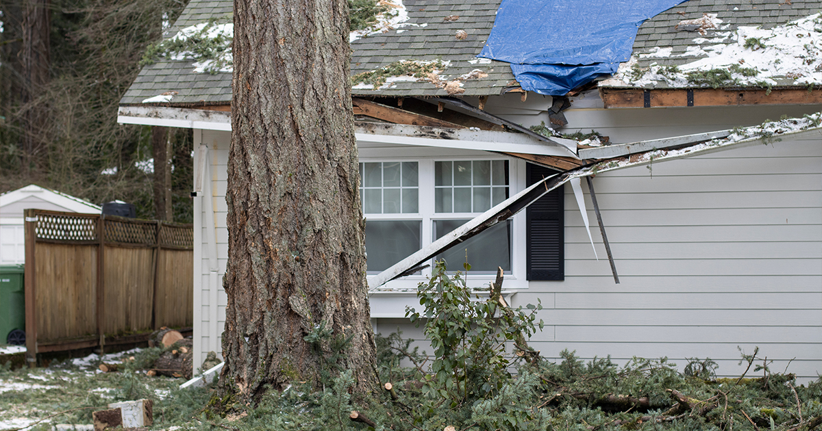 The Best Time for Tree Removal and Trimming in the Hudson Valley: A Season-by-Season Guide