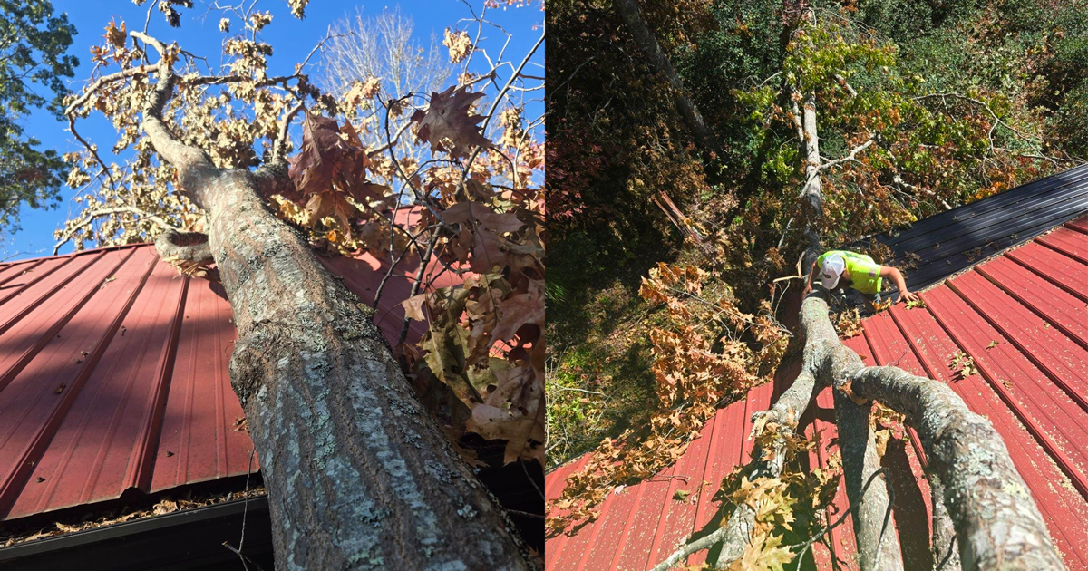 Large Tree Removal in Kingston & Poughkeepsie NY (50–100 ft Trees Safely Removed)