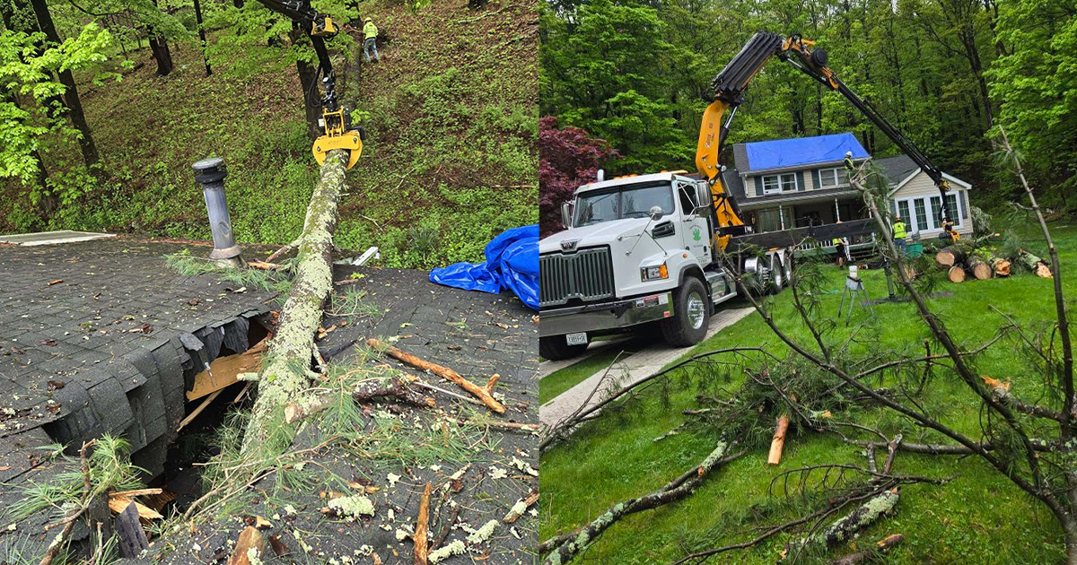 What to Do When a Tree Falls on Your Property in the Hudson Valley