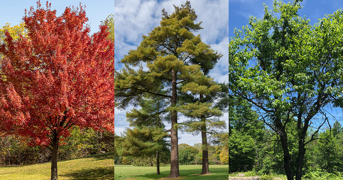 Saugerties, NY’s 10 Most Common Trees and How to Care for Them