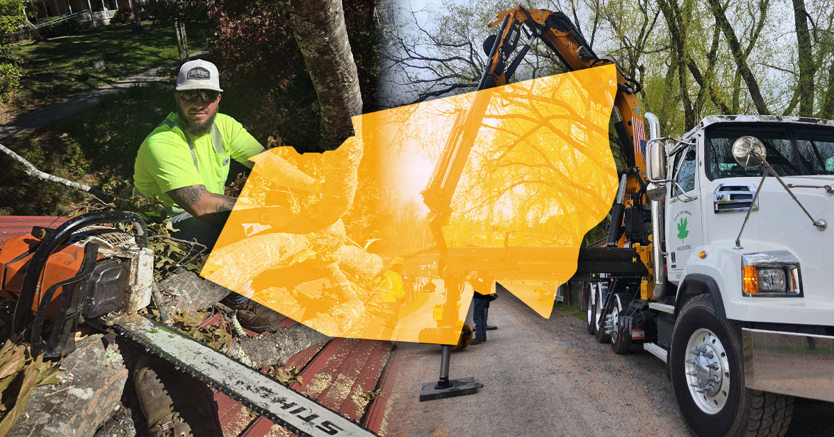 Tree Removal in Greene County, NY: What Homeowners Need to Know